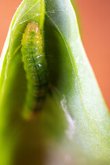 Close-up shot of a ulat palpita larva crawling on a plant leaf