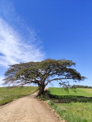 lonely tree in the field