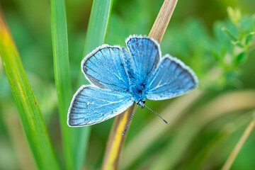 Blue butterfly on green grass close-up