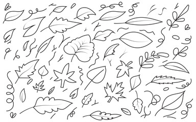 Fototapeta premium Assorted leaves and swirls line drawing