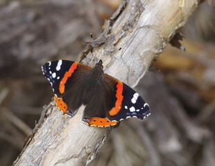red admiral butterfly