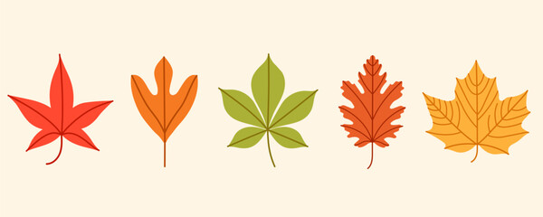 Flat vector illustration of five colorful autumn leaves in orange, red, yellow, brown, green. Simple fall leaf set for scrapbooking, card, pattern, banner, textile, packaging, printable, kids design.