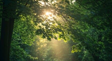 Obraz premium Sunlight filtering through lush green foliage, illuminating a tranquil forest scene.