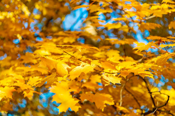 Natural autumn leaves. Autumn beauty of nature. Fall season nature. Fall leaves of yellow tree. Autumn tree. Nature in fall season. Autumnal sunny day. Seasonal leaves on tree. Autumn colors