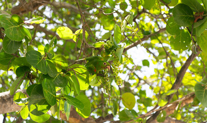 Green conure bird eating berries. Exotic green parrot conure on tree branch. Parakeet parrot wildlife fauna. Green conure bird eating with beak. Bird parakeet. Parakeet green parrot sitting on tree