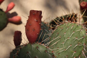 kaktus opuncja opuntia nad Monika © Perovskia
