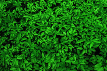 Dense green foliage of lush plants creating a vibrant background ideal for naturethemed designs, environmental concepts, or gardening promotions.