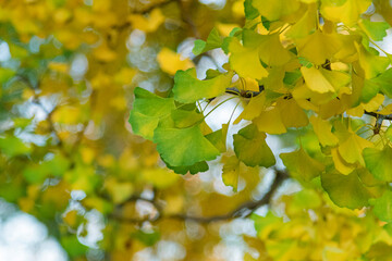 green and yellow ginkgo leaves in autumn