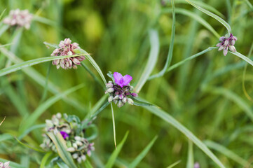 Flowering Tradescantia virginiana, Virginia spiderwort, natural macro floral background