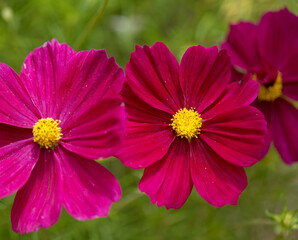 Obraz premium Cosmos bipinnatus, garden cosmos, natural macro floral background