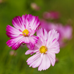 Obraz premium Cosmos bipinnatus, garden cosmos, natural macro floral background
