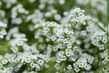 Flowering garden variety of Lobularia maritima, sweet alyssum natural macro floral background