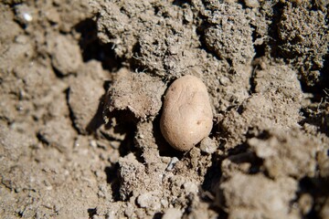 Potato on the farming land