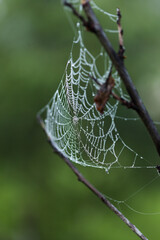 Spider web with small droplets of morning dew, natural macro background
