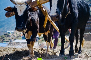 Traditional way of farming land in Himalayan remote village