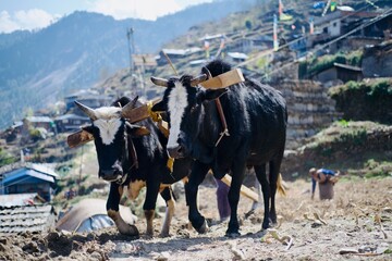 Cow use for old style traditional farming
