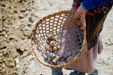 woman in traditional costume collect potato close shot
