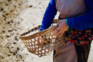 Harvesting potato in nepali mountain village
