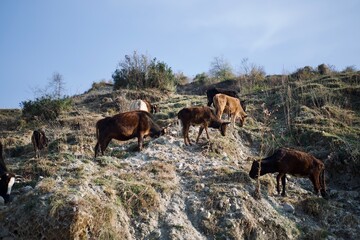 Group of cows on the mountain