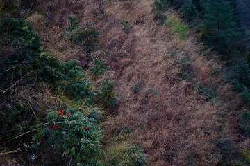 Abstract shape of the nature with flow motion with dead grass and green background