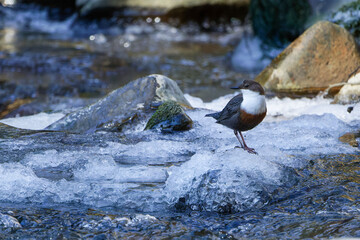 Die Wasseramseln sind bereits eifrig beim Nestbau - trotz Eis und Schnee - kurze Rast auf einem mit Eis bedeckten Stein