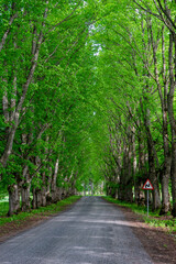 Scenic tree-lined country road with fresh green foliage and a traffic sign, spring landscape in rural Estonia.