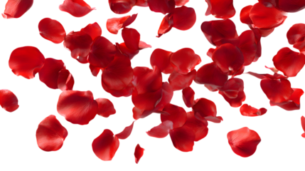 Scattered red rose petals isolated on a transparent background