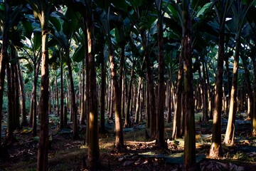 Banana garden with sun light passing 