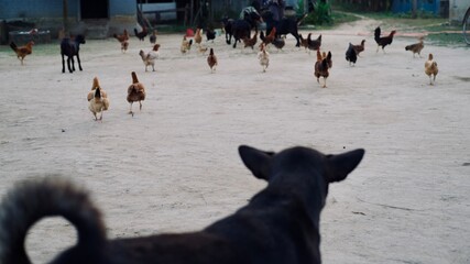 Dog watching the chicken folk