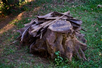 Dead tree trunk on the green grass background 