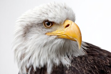 Obraz premium Detailed close up of a bald eagle capturing majestic features and distinctive colors