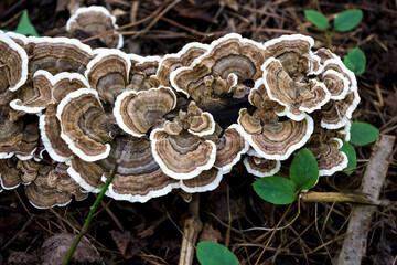 Turkey Tail fungi on a fallen log © Mary Swift
