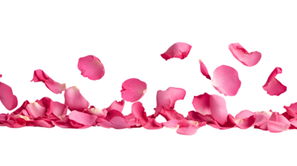 Pink Rose Petals Falling isolated on a transparent background