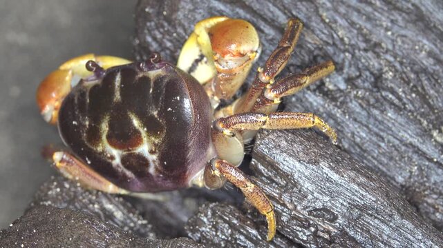 Night crabs on the waterfront of a village on the island of Bunaken in Indonesia