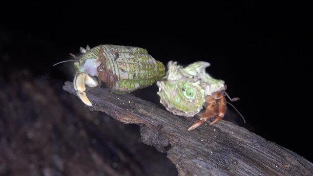 A giant wood spider, crab spider guarding a cocoon with offspring Huntsman spiders (Sparassidae, Palystes) preference for woody places. Island of Bunaken in Indonesia
