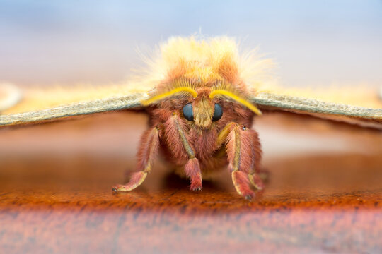 Close up of a giant Tulip-tree Silkmoth