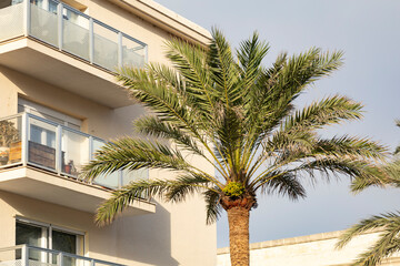 A lush palm tree set against a modern apartment building under a clear sky, blending natural and urban beauty in harmony. Perfect for concepts of vacation, architecture, 
