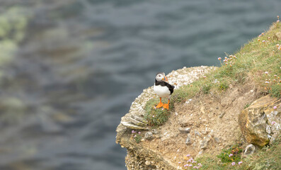 A solitary Atlantic puffin perched on a grassy cliff edge, with the blue ocean in the background. Displaying its distinctive colorful beak, the bird surveys its serene natural surroundings.