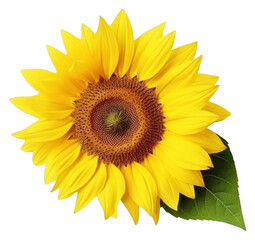Fototapeta premium PNG Sunflower plant white background inflorescence.