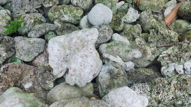 Volcanic tuff (igneous-rock froth, pumice-stone) and skeletons of sponges beach on the coast of Sulawesi. Dead Coral Beach