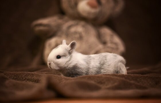 Photographie b&eacute;b&eacute; lapin