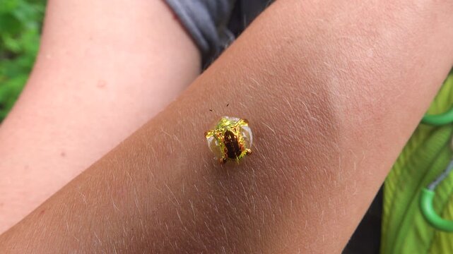The bug scale is like a real golden beetle. Sulavesi island, Bunaken national park. A beautiful piece of jewelry, a gold brooch