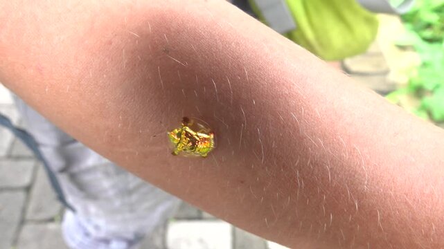 The bug scale is like a real golden beetle. Sulavesi island, Bunaken national park. A beautiful piece of jewelry, a gold brooch