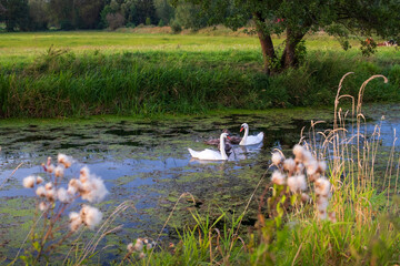 A family of swans on the river

