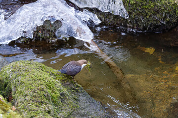 Die Wasseramseln sind bereits eifrig beim Nestbau