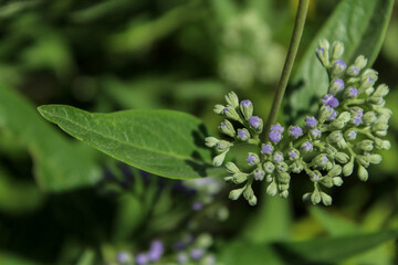 Close-up of purple flower buds and leaf