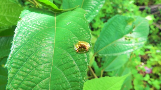 The bug scale is like a real golden beetle. Sulavesi island, Bunaken national park. A beautiful piece of jewelry, a gold brooch