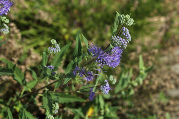Close-up of purple wildflower