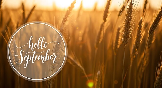 Hello september wheat field background golden hour september vibes fall season nature