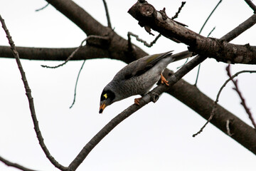 Australian Noisy Miner (Manorina melanocephala) perched on a tree branch